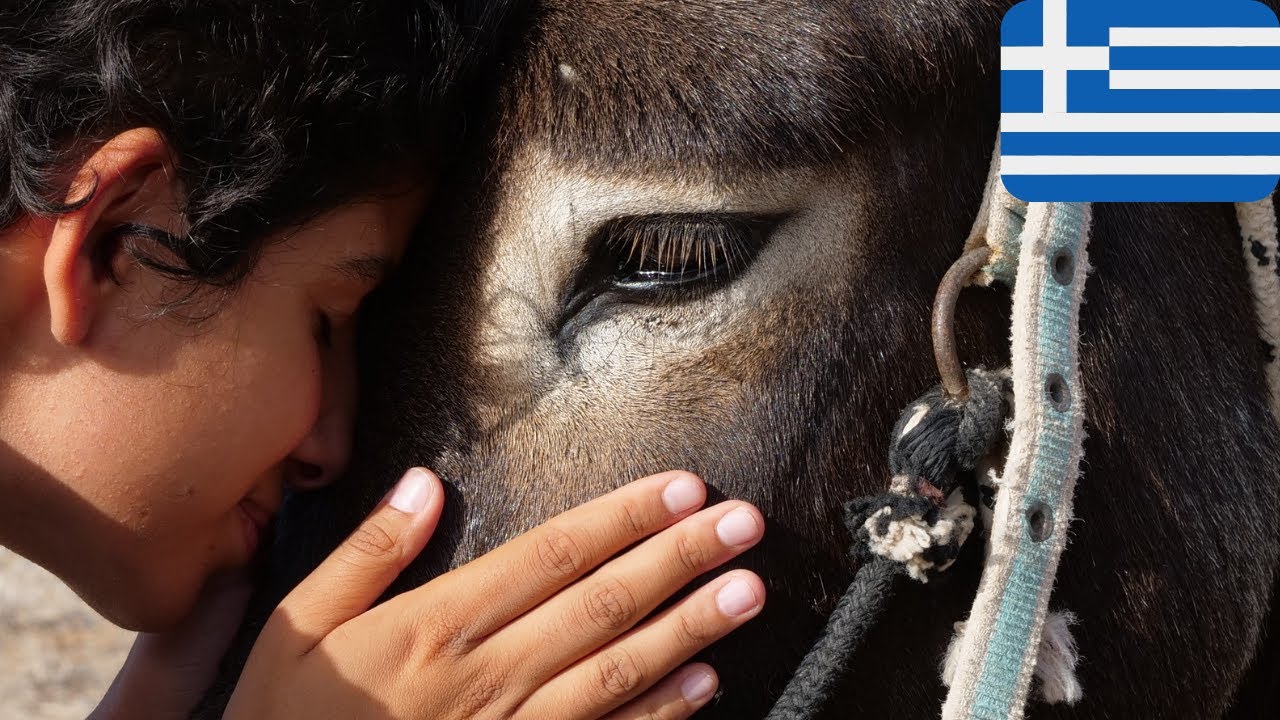 39 ζώα στα ελληνικά | 39 Tiere auf Griechisch | Griechisch für Kinder