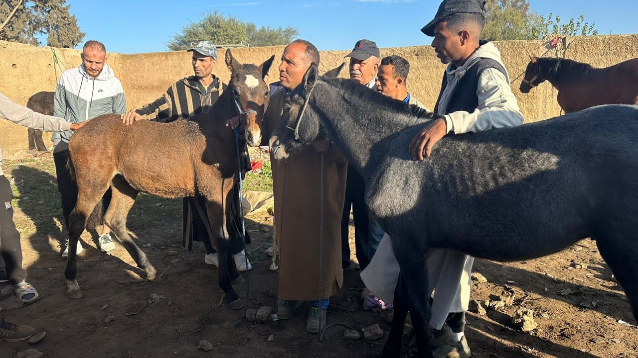 واااا مي هوتا يوم  ربعات سنات و جا عندي كاوري باه مغربي و مو فرنسوية