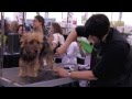 Michell Evans: Handstripping an Australian Terrier の動画、YouTube動画。