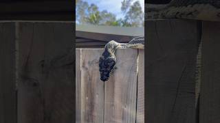 Large Coastal Carpet Python with a very full belly #snakevideo #wildlife #snakecatcher #australia