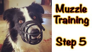 Information Muzzle Training - Step 5 Guide