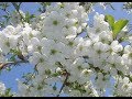 Народные песни зачем мне голову вскружил