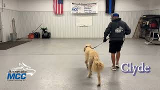 Dog Training - MCC Dog Obedience Bootcamp Update Video (06-09-2025)