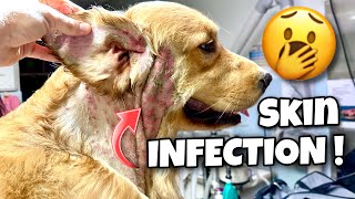 My Dog Has A Deadly Skin Infection ! Will He Survive ?!