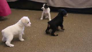Mini Schnoodle Puppies For Sale