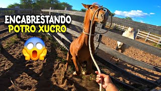 ENCABRESTANDO POTRO XUCRO | COMO ENCABRESTAR POTRO NOVO DICAS PRA NÃO MACHUCAR SEU ANIMAL .