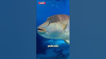3 Fakta Unik Ikan Napoleon !! #shorts #fakta