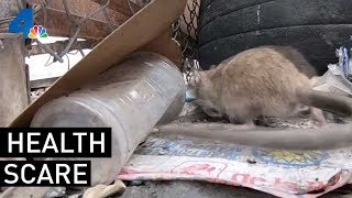LAPD Officers Sick Possibly Due to Rats | NBCLA