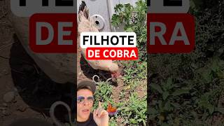 Galinha luta com cobra cascavel no quintal
