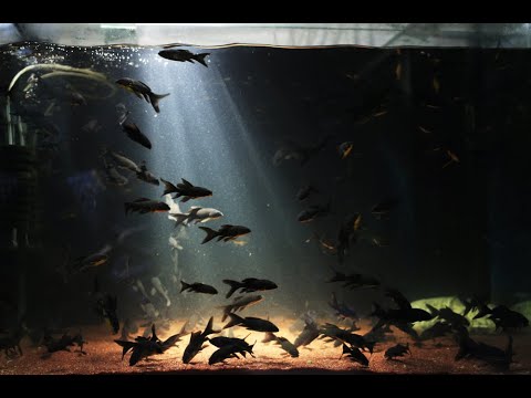 Black butterfly koi - YouTube