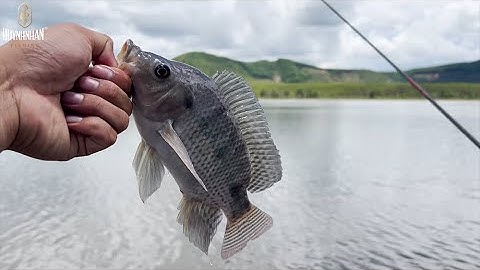 Câu Đài Thiên Nhiên | Câu cá rô phi tại Đập Vân Kiều - Ea Kar - Daklak