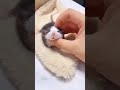 Heart-touching ❤️ Growth of ANIMALS #viral #ytshorts #cuteanimals #petlover
