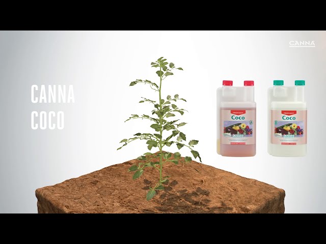 Watch (Polski) CANNA COCO on YouTube.