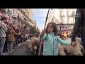#AWANIByte: 700 kambing biasa dan baka biri-biri sertai protes proses urbanisasi di Madrid