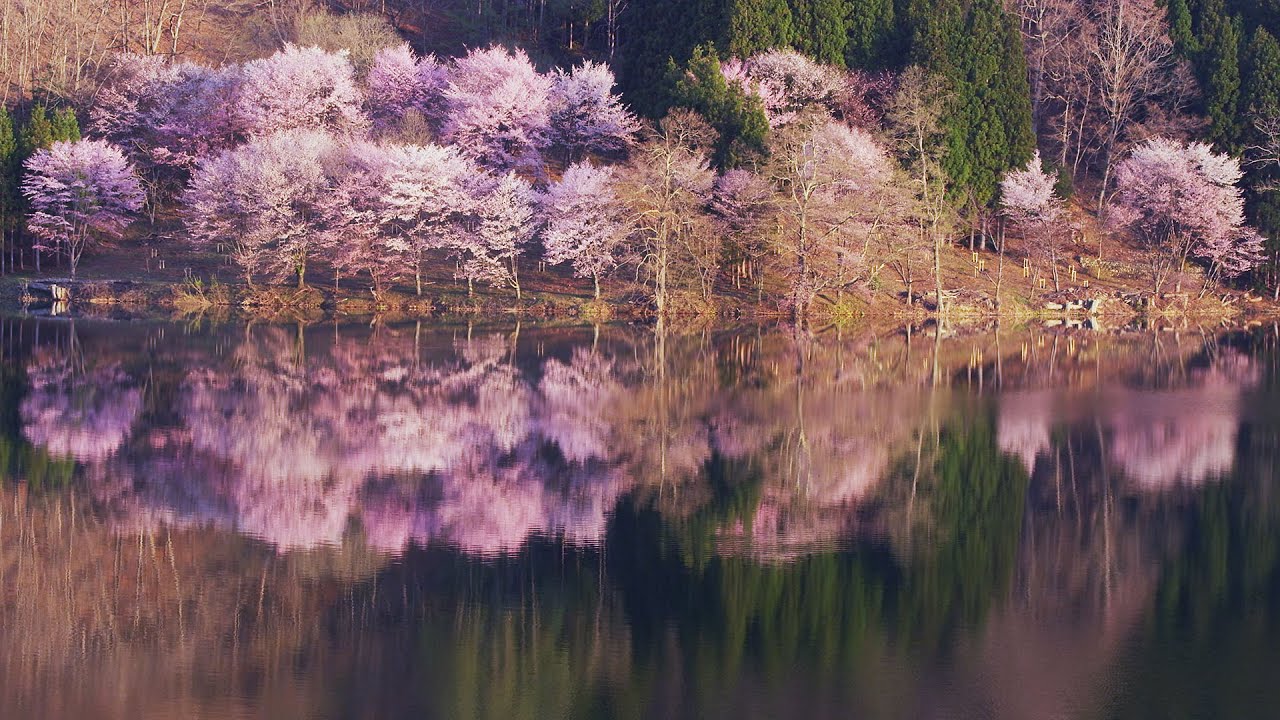 [ 4K Ultra HD ] 水辺の桜 Cherry Blossoms around Waterside (Shot on RED EPIC ...