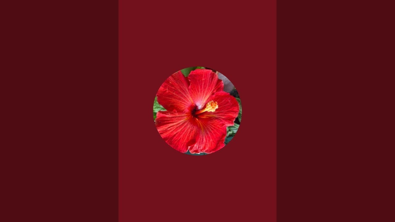 Beautiful decoration at Green Shadow, Agrabad.