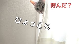ひょっこり顔を出す猫がかわいすぎる…