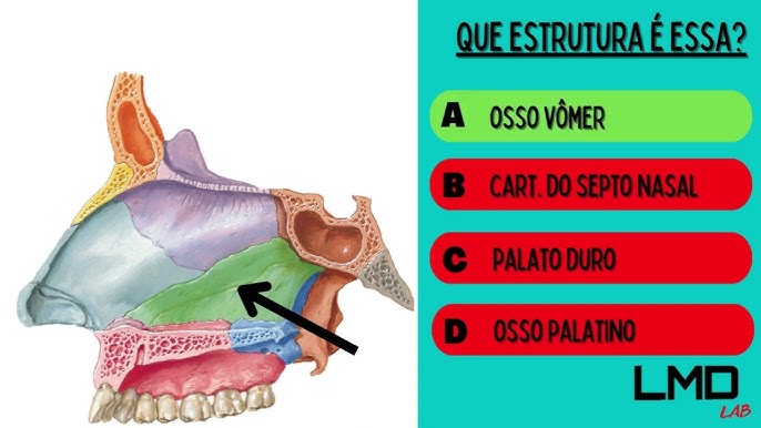 Úmero - Anatomia Quiz