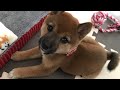 【柴犬みかん】癒される♪ 子犬のかわいい一人遊び。