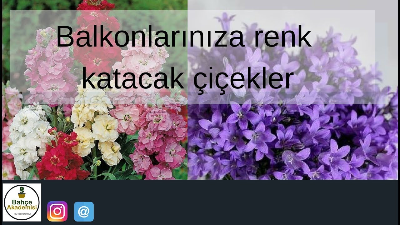 Balkonunuza Renk Katacak Çiçekler