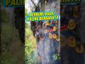 Berburu madu paling ekstrim di dunia. #faktamenarik #faktaunik
