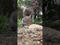 Human, are you sure this stuff isn't addictive? #squirrel