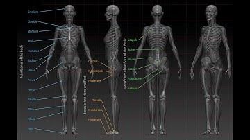 Using anatomy to improve your sculpting   ZBrush Anatomy and Character Creation Course
