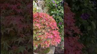 Japanese Maple Bonsai with Autumn colour