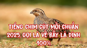 Tiếng Chim Cút Mồi Chuẩn Nhất 2025/ Gọi Là Về - Bẫy Là Dính 100%