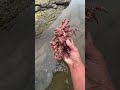 Seafood caught a group of lobsters. #foryouシ #seafood #catching #video #happiness