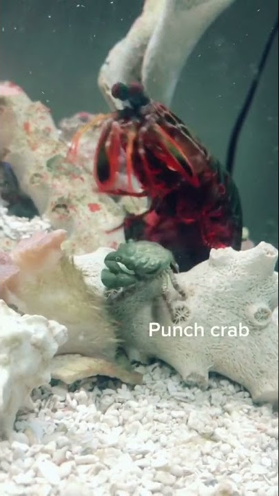 Manthis Shrimp  🦐🦐