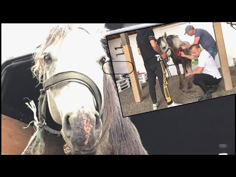 Video: Pentru ce sunt ochiurile pentru cai?