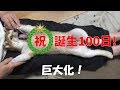【柴犬子犬】祝!誕生100日! 太郎の犬モノガタリ#24