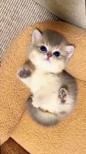 funny kitten #cat #catvideos #funnyvideo