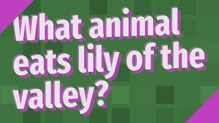 What animal eats lily of the valley?