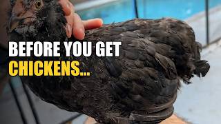 Before You Get Backyard Chickens, Watch This