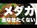 メダカを死なせたくない！屋外飼育がおすすめな理由