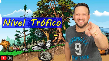 Quais transformações de energia ocorrem entre os diferentes níveis tróficos?