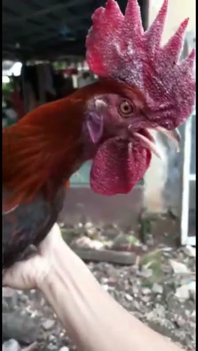🐓 Ayam Ketawa Laughing Rooster 🐓 Funny Laughing Chicken Videos 😄
