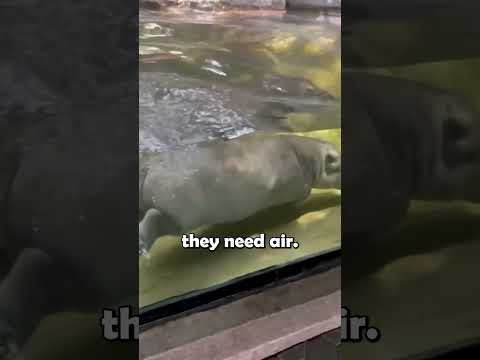 Hippos Run Underwater