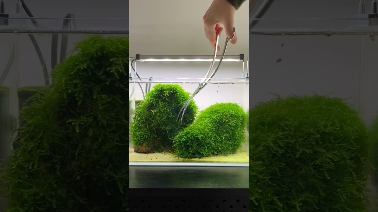 Massive Moss Trim Back 
