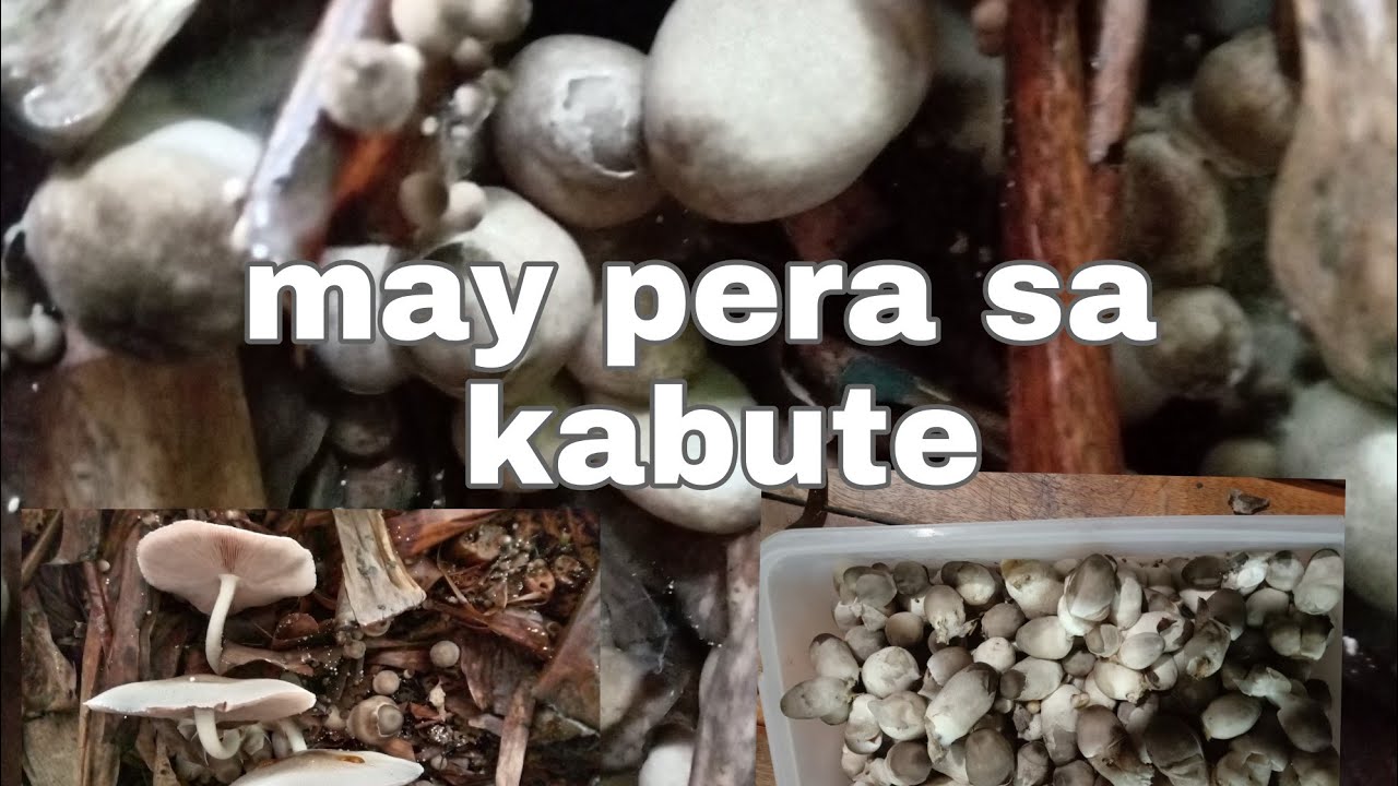 paano magpatubo ng kabuteng saging/mushroom gamit ang dahon ng saging
