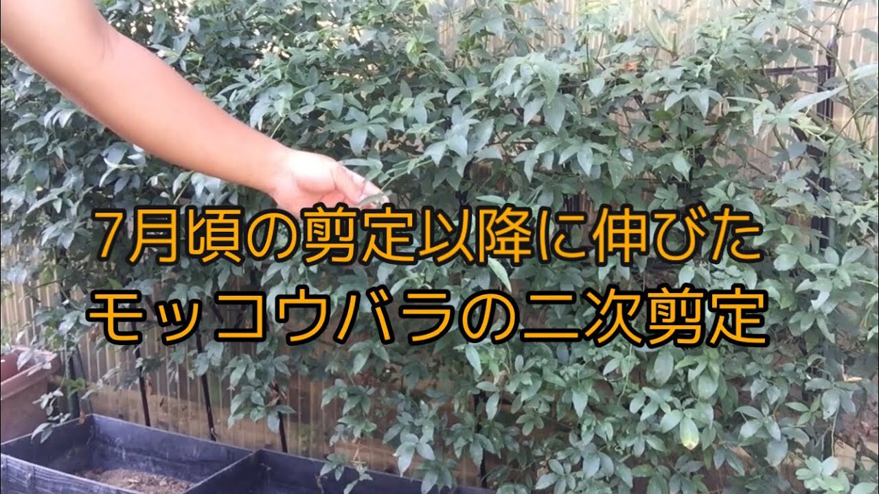 今 出来る モッコウバラの二次剪定の仕方 Youtube