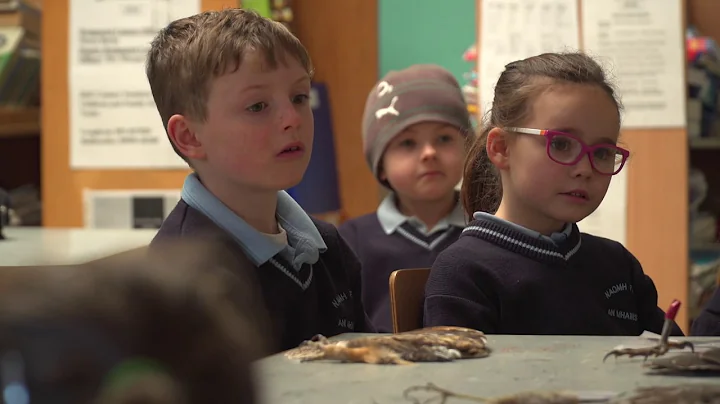 Barn Owls in Ireland - learning about raptors