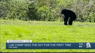 29-year-old chimpanzee sees sky for first time at Fort Pierce sanctuary