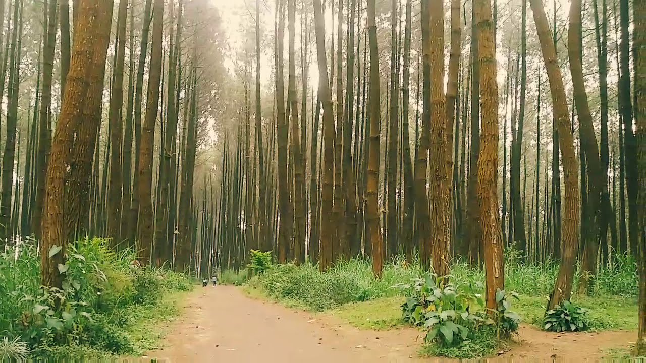 Hutan Pinus Nongkojajar - YouTube