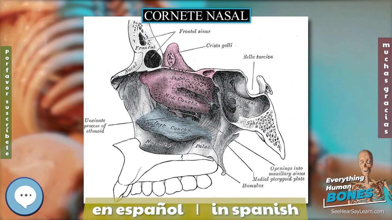 nasal 🦴Todo huesos de anatomía humana🦴 YouTube