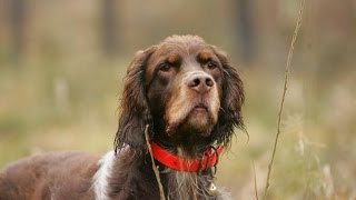 Picardy Spaniel Epagneul Picard Youtube
