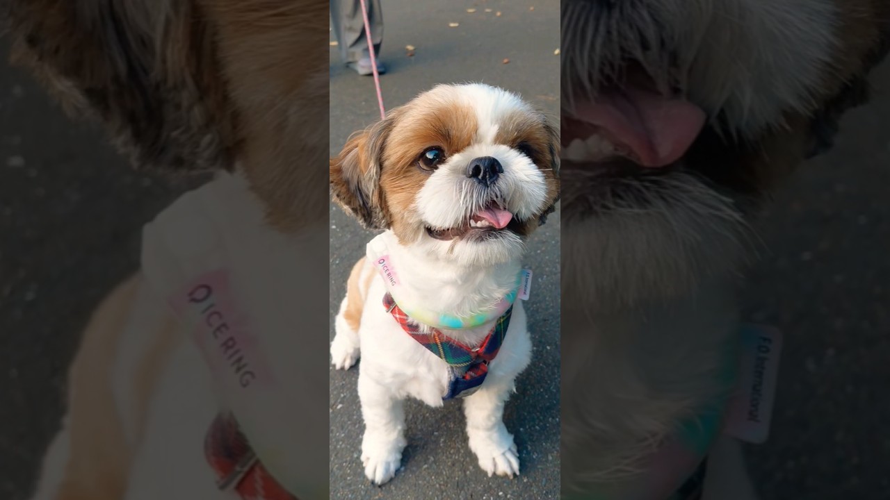 BIGMAMA loves dogs too! This morning, Hana the Shih Tzu came for a