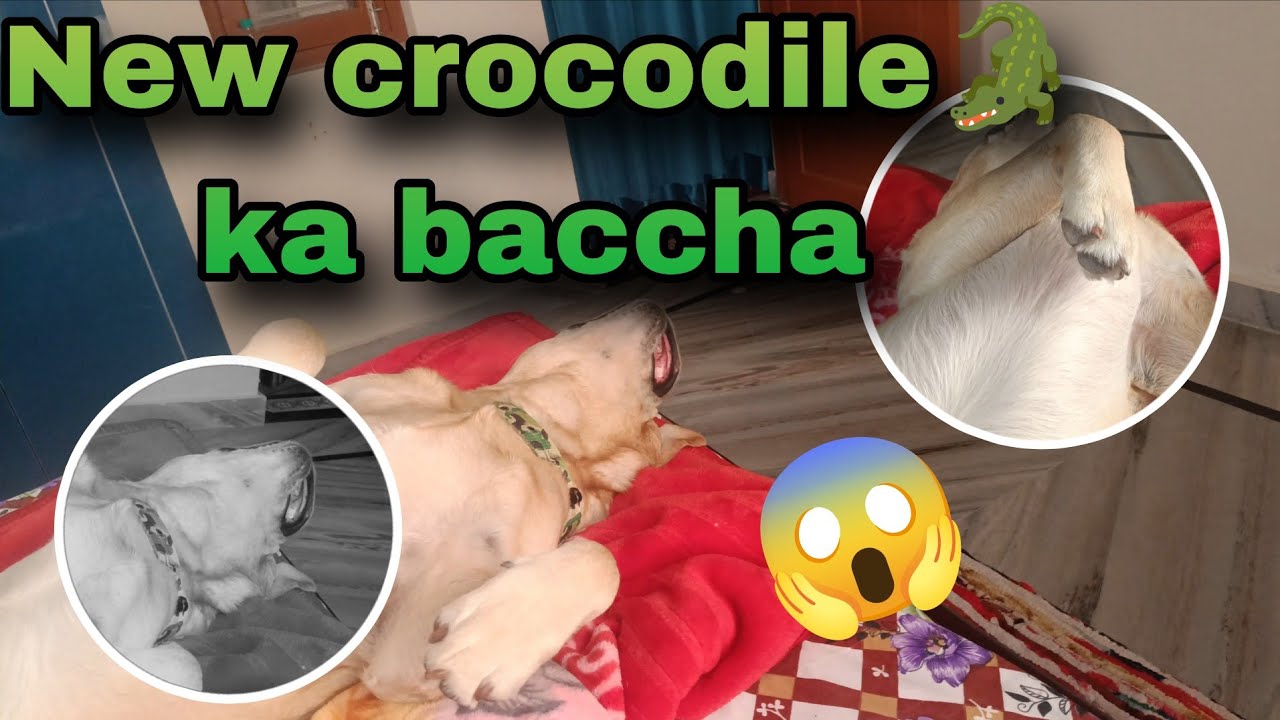 मगरमच्छ(crocodile🐊)ka baccha😱